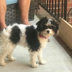 Meet your Posher, Annie